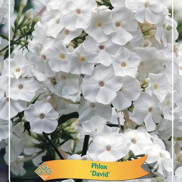 Phlox 'David'