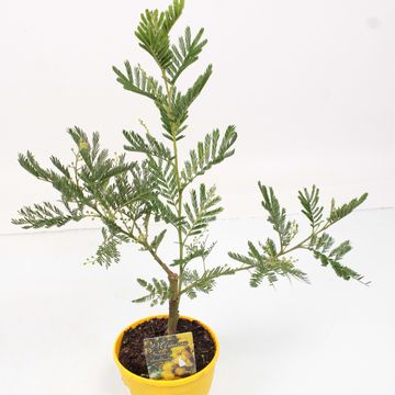 Acacia dealbata