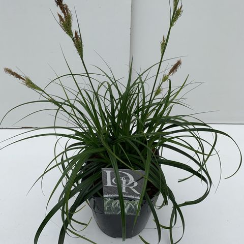 Carex RIBBON FALLS
