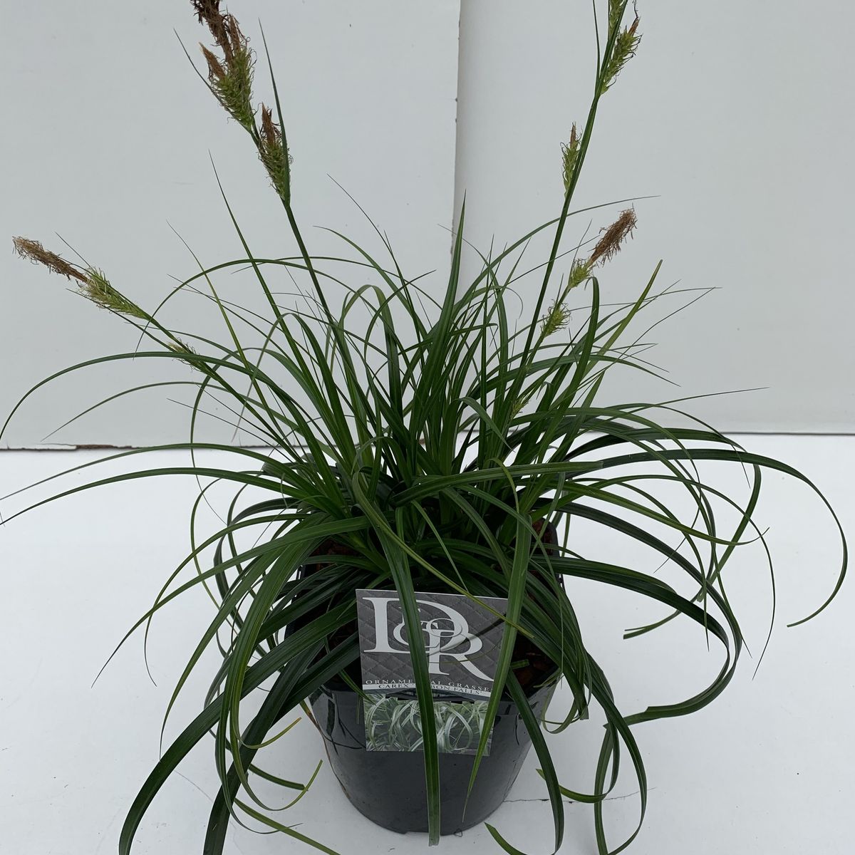 Carex RIBBON FALLS (P23 cm H50 70 cm) Plant Wholesale FlorAccess