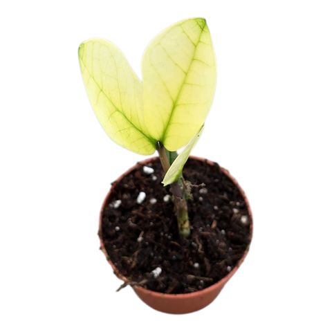 Zamioculcas zamiifolia 'Chameleon'