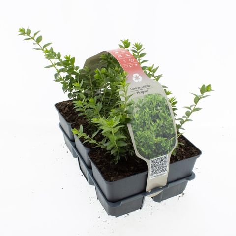 Lonicera nitida 'Maigrün'