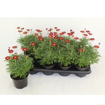 Argyranthemum frutescens LA RITA PURPLE