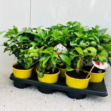 Citrus reticulata 'Clementine'