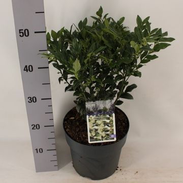 Sarcococca confusa