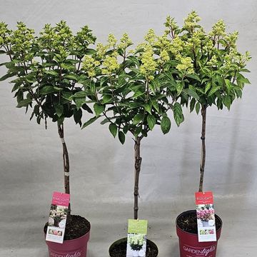 Hydrangea paniculata GARDENLIGHTS MIX