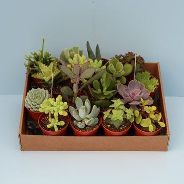 Succulents MIX