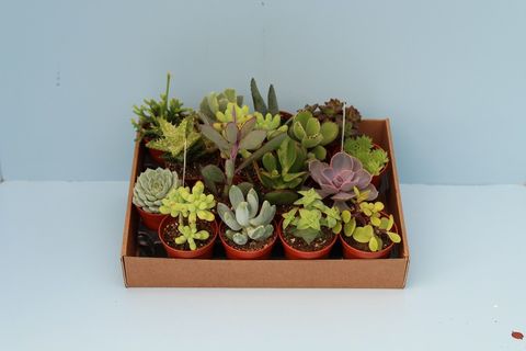 Succulents MIX