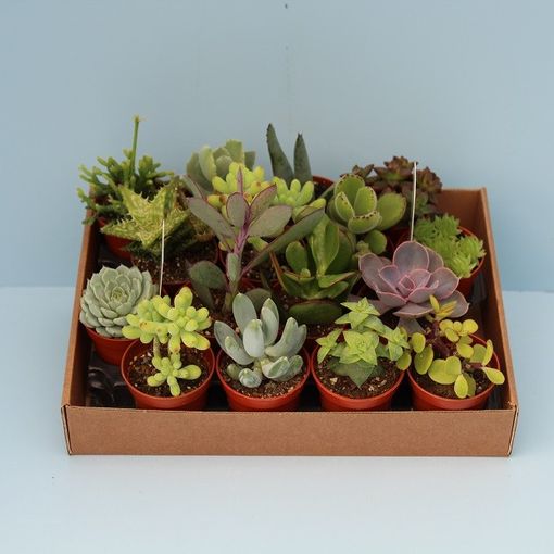 Succulents MIX