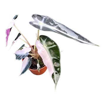 Алоказія 'Bambino Pink Variegata'