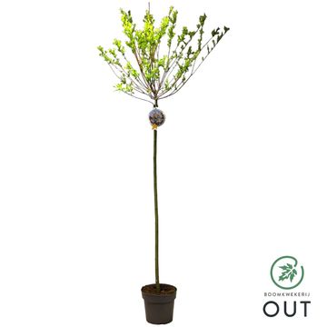 Ива integra 'Хакуро-нишики'