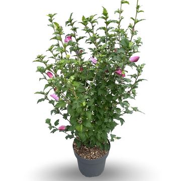 Hibiscus syriacus 'Woodbridge'