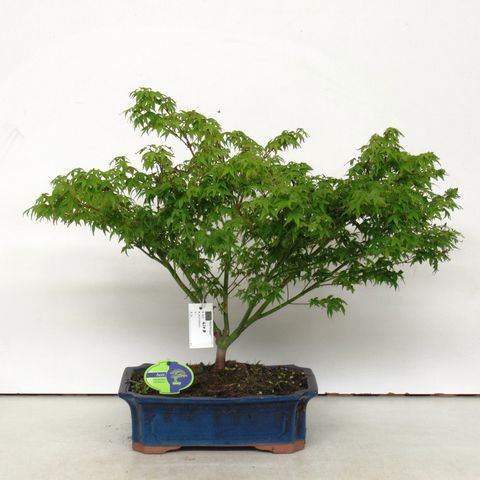 Acer palmatum 'Little Princess' — Plant Wholesale FlorAccess