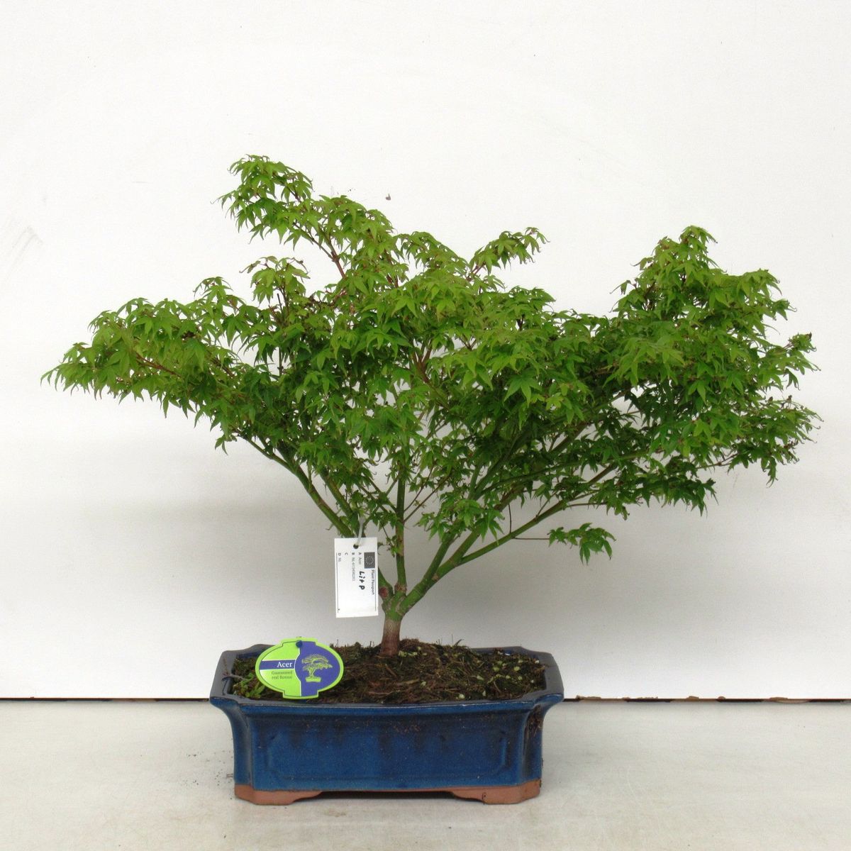 bonsai lamp 108 LED Tabletop Bonsai Tree Lamp main image 0