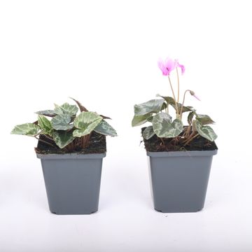 Cyclamen hederifolium 'Silver Leaf Pink'