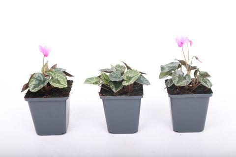 Cyclamen hederifolium 'Silver Leaf Pink'