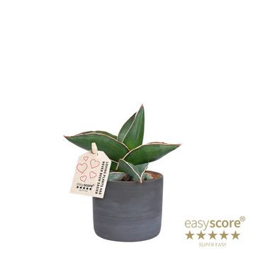 Sansevieria ehrenbergii 'Samurai'