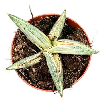 Sansevieria 'Lavranos Blue Clone'