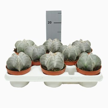 Astrophytum myriostigma