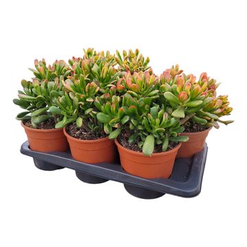 Crassula ovata 'Hobbit Tricolor'