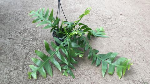 Epiphyllum chrysocardium