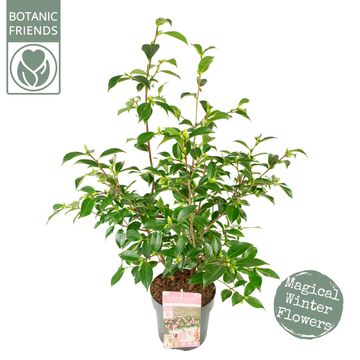 Camellia sasanqua 'Strawberry Swirl'