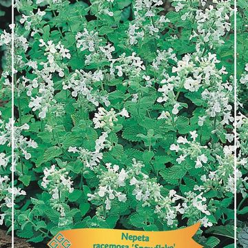 Nepeta racemosa 'Snowflake'