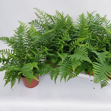 Athyrium spicatum