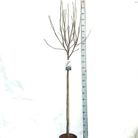 Magnolia 'Heaven Scent'