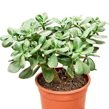 Crassula ovata