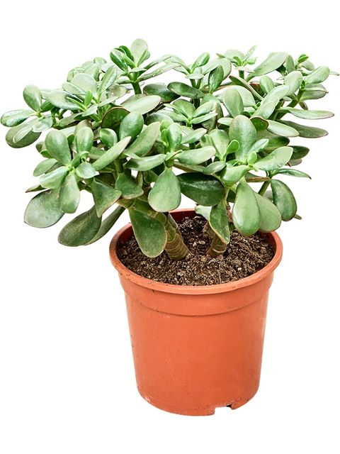 Crassula ovata