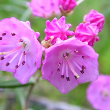 Kalmia polifolia