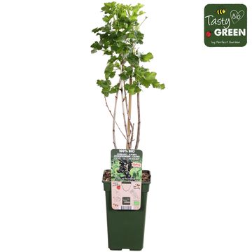 Ribes nigrum CASSISSIMA NOIROMA