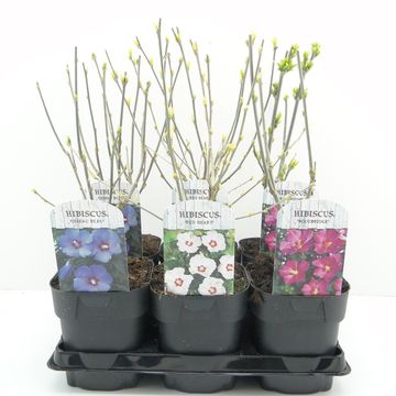 Hibiscus syriacus MIX