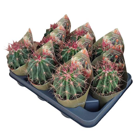 Ferocactus stainesii