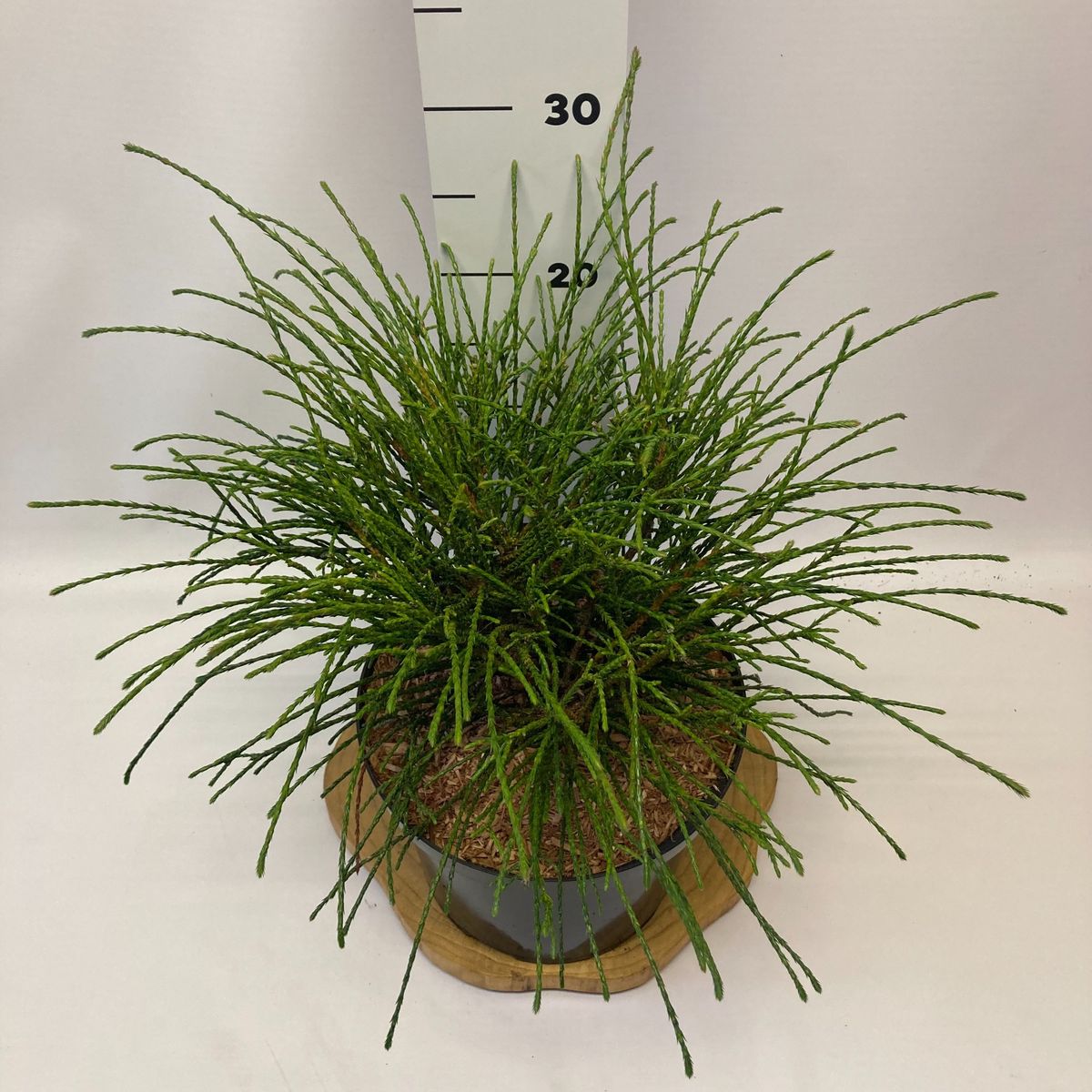 Thuja Plicata Whipcord Plant Wholesale FlorAccess thuja-plicata-whipcord-plant-wholesale-floraccess