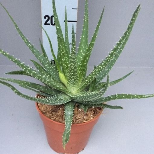 Aloe humilis