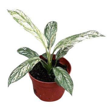 Spathiphyllum 'Sensation Variegata'