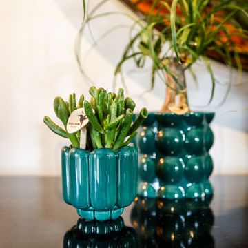 Pot 6 cm