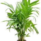 Areca triandra