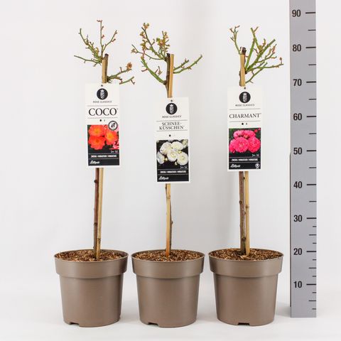 Rosa STANDARD CLASSIC ROSES MIX