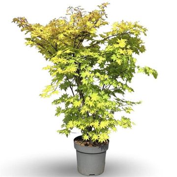 Acer palmatum 'Summer Gold'
