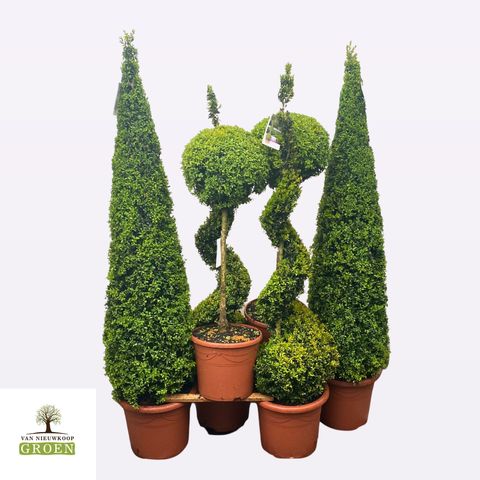 Buxus sempervirens MIX