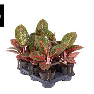 Aglaonema 'Red Surprise'