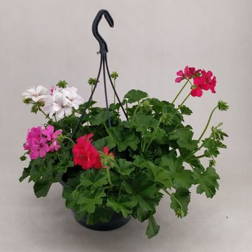 Pelargonium MARCADA MIX IN POT