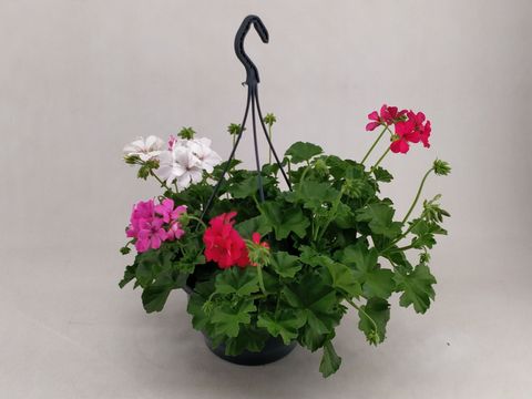 Pelargonium MARCADA MIX IN POT