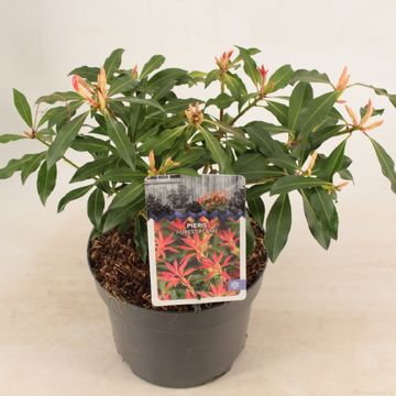 Pieris 'Forest Flame'