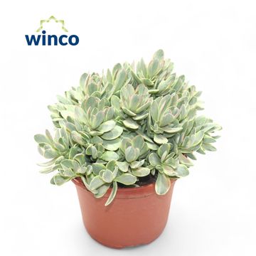 Crassula 'Rusby Variegata'