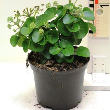 Hedera hibernica 'Арбори Компакт'