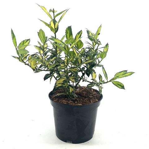 Ilex aquifolium 'Myrtifolia Aurea Maculata'